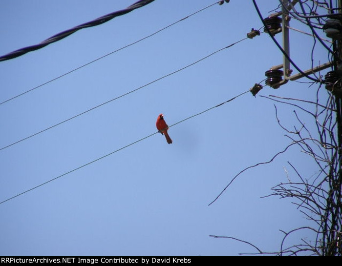 Cardinal